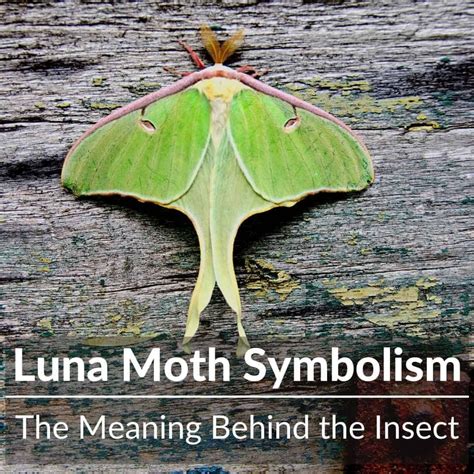 what does a luna moth tattoo mean|Luna Moth Tattoo Meaning and Symbolism: Fully Explained